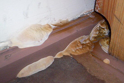 Waigel lider odgrzybiania